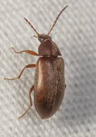 Attēlu rezultāti vaicājumam “Isomira murina”