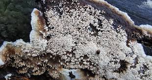 Attēlu rezultāti vaicājumam “Mycoacia fuscoatra”