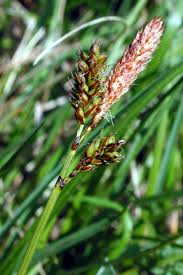 Attēlu rezultāti vaicājumam “Carex ericetorum”