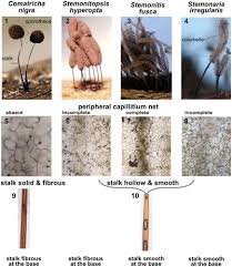 Attēlu rezultāti vaicājumam “Amaurochaete sp.”