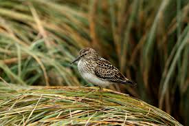 Image result for Calidris melanotos