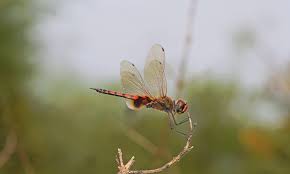 Attēlu rezultāti vaicājumam “Odonata”