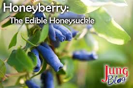 Attēlu rezultāti vaicājumam “Lonicera caerulea var. pallasii fruit”