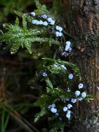 Attēlu rezultāti vaicājumam “Didymium melanospermum”
