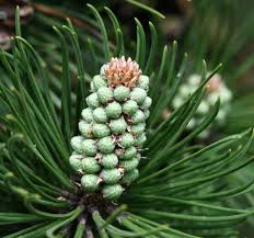 Attēlu rezultāti vaicājumam “Pinus mugo male flower”