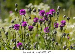 Attēlu rezultāti vaicājumam “Centaurea scabiosa”