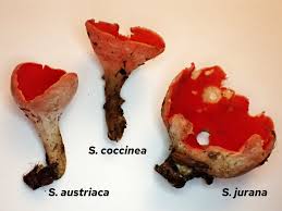 Attēlu rezultāti vaicājumam “Sarcoscypha austriaca”