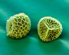 Attēlu rezultāti vaicājumam “Diderma montanum var. album spores”