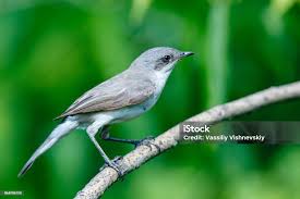 Attēlu rezultāti vaicājumam “Sylvia curruca”