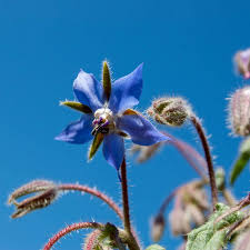 Image result for Borretsch