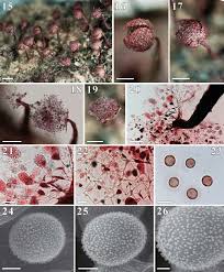 Attēlu rezultāti vaicājumam “Physarum penetrale stalked”