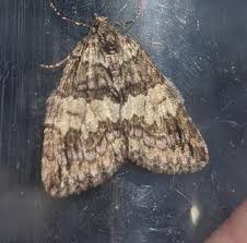 Attēlu rezultāti vaicājumam “Hydriomena impluviata”