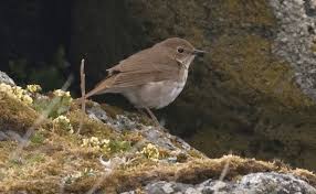 Image result for Luscinia sibilans