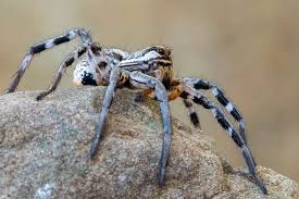 Attēlu rezultāti vaicājumam “Quedius dilatatus”