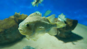 Image result for Cyclopterus lumpus