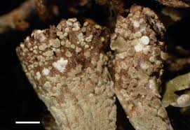 Attēlu rezultāti vaicājumam “Cladonia pyxidata”