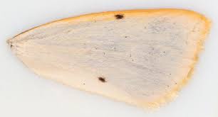 Attēlu rezultāti vaicājumam “Cybosia mesomella”