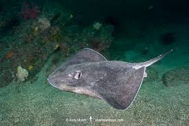 Image result for Bathytoshia brevicaudata