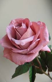 Image result for FOTO ROSA