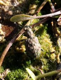 Attēlu rezultāti vaicājumam “Elaphrus cupreus”