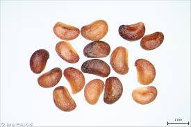 Attēlu rezultāti vaicājumam “Potentilla reptans bud”