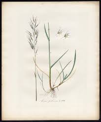 Attēlu rezultāti vaicājumam “Helictotrichon pubescens”