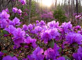 Attēlu rezultāti vaicājumam “Rhododendron sichotense flower”