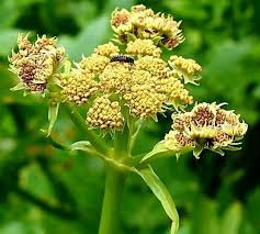 Attēlu rezultāti vaicājumam “Levisticum officinale”