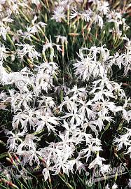 Attēlu rezultāti vaicājumam “Dianthus arenarius flower”