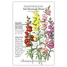 Image result for Antirrhinum majus maximum