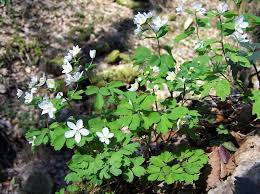 Attēlu rezultāti vaicājumam “Isopyrum thalictroides flower”