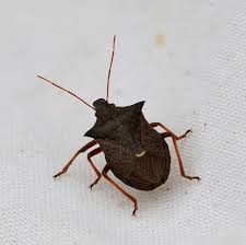 Attēlu rezultāti vaicājumam “Picromerus bidens”