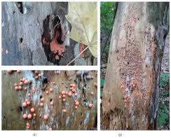 Attēlu rezultāti vaicājumam “Cribraria purpurea spores”