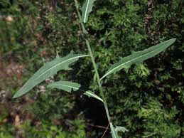 Attēlu rezultāti vaicājumam “Lactuca tatarica bud”