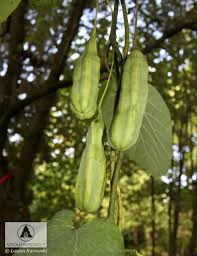 Attēlu rezultāti vaicājumam “Aristolochia durior”