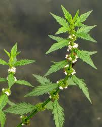 Attēlu rezultāti vaicājumam “Lycopus europaeus”