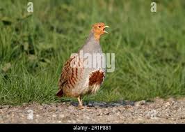 Attēlu rezultāti vaicājumam “Perdix perdix adult”