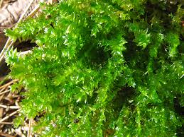 Attēlu rezultāti vaicājumam “Plagiothecium cavifolium”