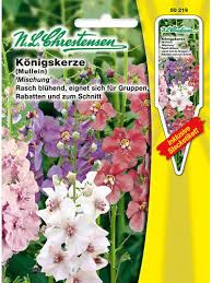 Image result for Königskerzen