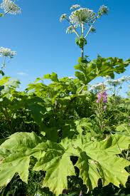 Attēlu rezultāti vaicājumam “Heracleum sosnowskyi leaf”