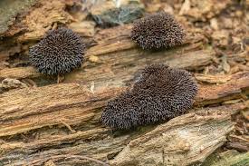 Attēlu rezultāti vaicājumam “Stemonitis splendens”