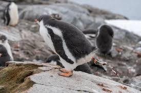 Image result for penguin