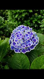 Attēlu rezultāti vaicājumam “Amarillidaceae”