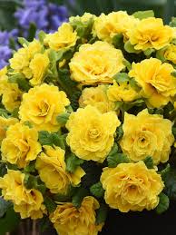 Attēlu rezultāti vaicājumam “Primula”