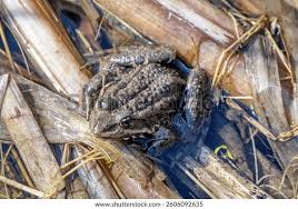 Attēlu rezultāti vaicājumam “Pelophylax adult”