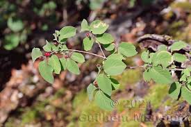 Attēlu rezultāti vaicājumam “Lonicera xylosteum leaf”