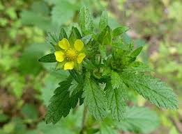 Attēlu rezultāti vaicājumam “Potentilla reptans bud”