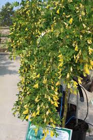 Attēlu rezultāti vaicājumam “Caragana arborescens flower”