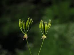 Attēlu rezultāti vaicājumam “Anthriscus sylvestris fruit”