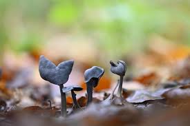 Attēlu rezultāti vaicājumam “Helvella atra”